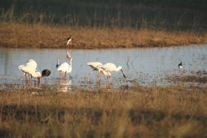 birds